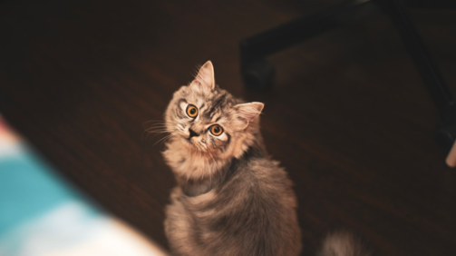 pets para apartamentos